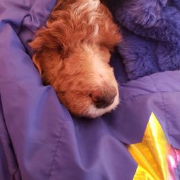 Aussiedoodle, Bernedoodle, and Poodle Puppies from Color Country Doodles