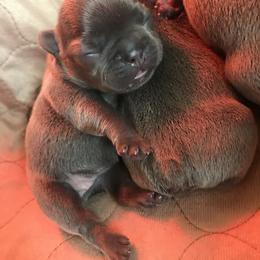French Bulldog Puppies from Crooked C Ranch