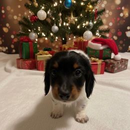 Snoopy AKC - Piebald male Dachshund puppy in Magnolia, Texas from J&R Macias Dachshunds
