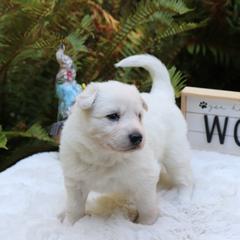 Berger Blanc Suisse Puppies from Apex Winters Wind