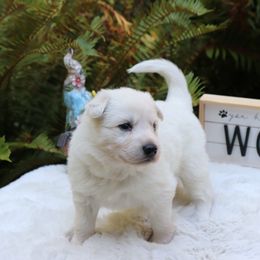 Berger Blanc Suisse Puppies from Apex Winters Wind