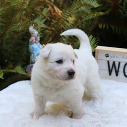 Berger Blanc Suisse Puppies from Apex Winters Wind