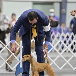 Lakeland Terrier All Grown Up from Teraz
