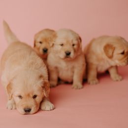 Golden Retriever Puppies from SmallTown Golden Retrievers