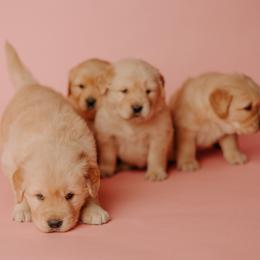 Golden Retriever Puppies from SmallTown Golden Retrievers