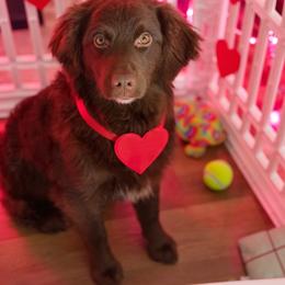 Mercedes - Brown and white female Aussiedoodle puppy in Coulee City, Washington from Mr and Mrs Doodle Farm