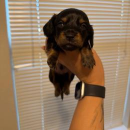 Blue Boy - Black and tan male Dachshund puppy in Horizon City, Texas from Willipaws