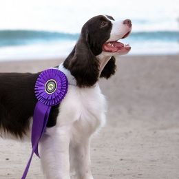 English Springer Spaniels from Advent English Springer Spaniels
