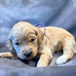 Fishy - Cream female Goldendoodle puppy in Houston, Texas from Were The Mack'Doodles