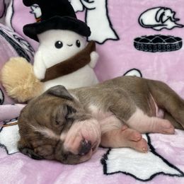Jack-o-melon - Mantle merle male Great Dane puppy in White City, Kansas from Southwind Great Danes