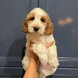 Sally - Cream female Australian Labradoodle puppy in Orange, California from Little Kingdom Doodles
