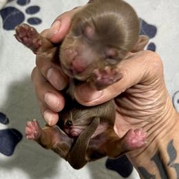 Boy 2 - Chocolate male Dachshund puppy in Bon Air, Tennessee from Clemons Mini Dachshunds of Tennessee