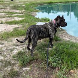 EL - Tiger female Perro de Presa Canario puppy in Houston, Texas from Space City Presas