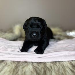 Forest - Black female Labrador Retriever puppy in Rocky Top, Tennessee from Rocky Top Retrievers