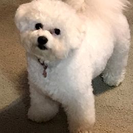 Bichon Frise Puppies from Laura Magpali