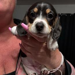 Girl 1 - Piebald female Dachshund puppy in Palm Coast, Florida from Michelle’s Mini Dachshunds