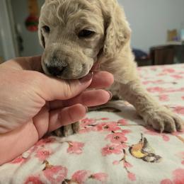 Black Collar girl - Apricot female Poodle puppy in Keats, Kansas from Little Apple Standard Poodles