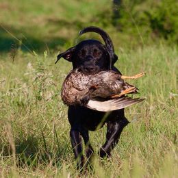 Labrador Retrievers from Rainforest Coastal Labs