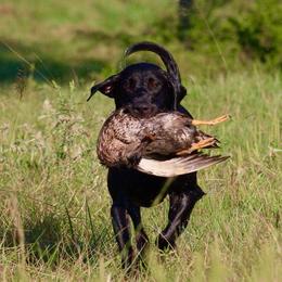 Labrador Retrievers from Rainforest Coastal Labs