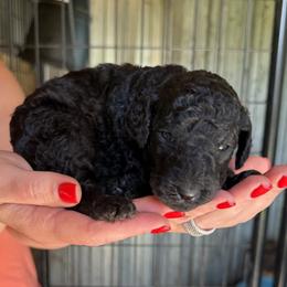 Boy 1 - Blue male Poodle puppy in Wentworth, South Dakota from PaintersPreciousPoodles