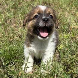 Russell Terrier puppies from Jumping Jacks Russells