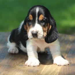 Male 2 - Black white and brown male Basset Hound puppy in Georgia from Huff's Hounds