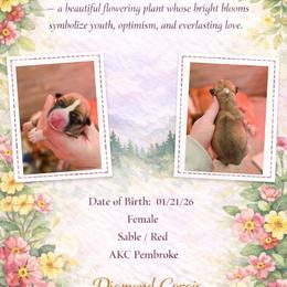 Primrose - Red female Pembroke Welsh Corgi puppy in Plains, Montana from Diamond Corgis