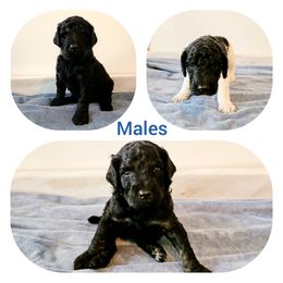 Poodle Puppies from Paw Print Poodles