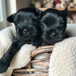Siren - male Russian Salon Dog puppy in Kendallville, Indiana from Yorkies Kisses/Rusalka Siren Song