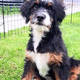 Hank - male Aussiedoodle puppy in Moscow, Idaho from Panhandle Australian Shepherds