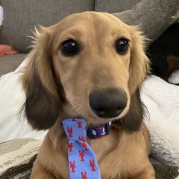 Jeter - Dachshund