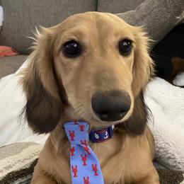 Jeter - Dachshund