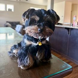 Amari - Yorkshire Terrier
