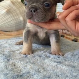 French Bulldog Puppies from French Bulldog Loco