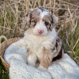 Oliver - Merle Bernedoodle puppy in Bremen, Indiana from Farmland Doodles