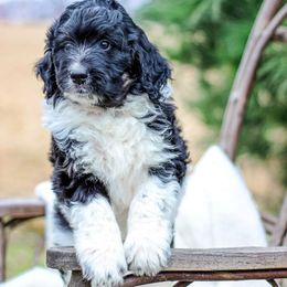 Pumpkin - Tri-color male Bernedoodle puppy in Delta, Pennsylvania from KEE Bernedoodles