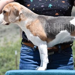 Chevelle - Beagle