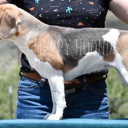 Chevelle - Beagle