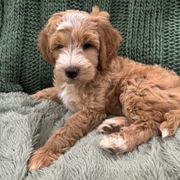 Goldendoodle Puppies from Doodles of the Brazos