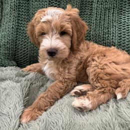 Goldendoodle Puppies from Doodles of the Brazos