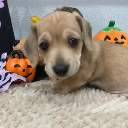 Kiara   Pet only Reduced - Cream female Dachshund puppy in Bullard, Texas from Mimidachs of Texas