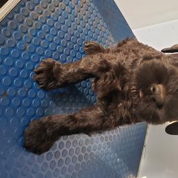 Giant Schnauzer Puppies from Valour's Giants