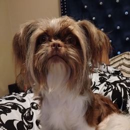 Mae - Shih Tzu