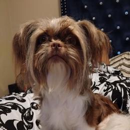 Mae - Shih Tzu