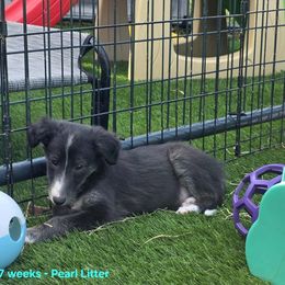 6K - Seal male Silken Windhound puppy in Hanna, Oklahoma from Daybreak Silken Windhounds