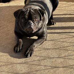 Bogo - Pug