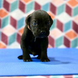 Tan Collar - Black male Cane Corso puppy in Lusby, Maryland from Coastal View Kennels