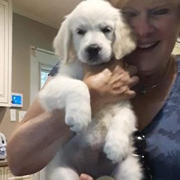 Golden Retriever Puppies from Fiddle In Gold Retrievers
