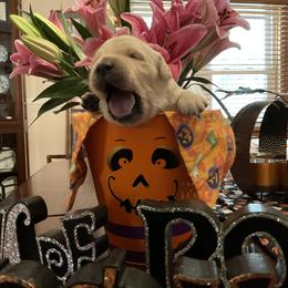 Ms. Yellow - Light golden female Golden Retriever puppy in Westminster, Maryland from Tupelo Honey Farm's Golden Retrievers