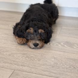 Espresso - Phantom male Bernedoodle puppy in Fleming, Colorado from Vandenbark Doodles